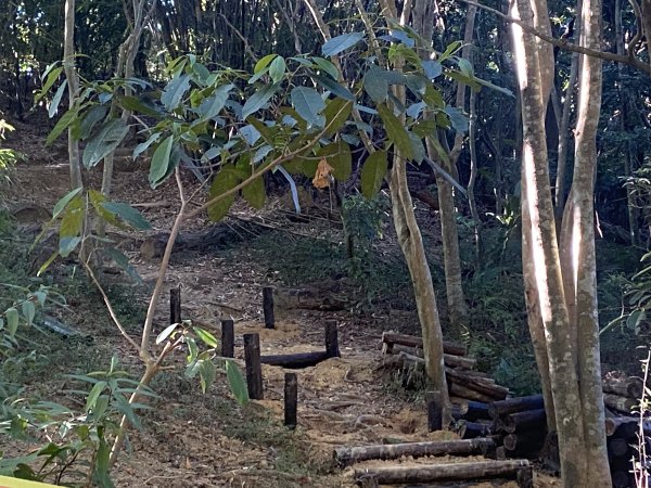 【四獸山 Short】虎豹象先行！獅山封閉中，等新步道開箱再相見2888842