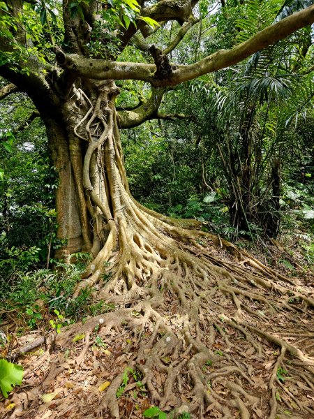 2025年臺北大縱走第六段：中華科技大學至捷運麟光站2755783