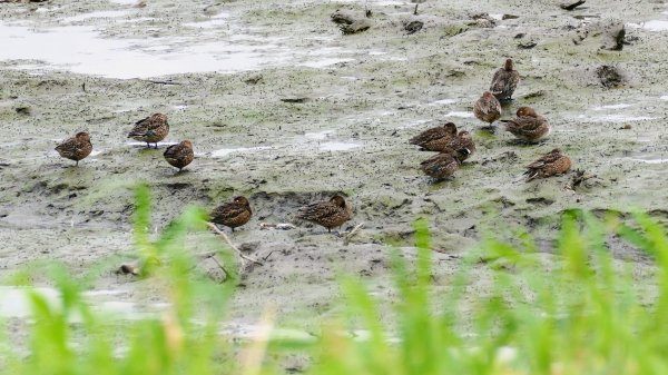 華江自然公園,華中河濱公園2651921