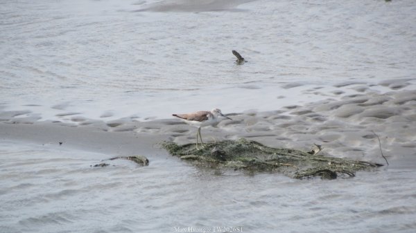 《彰化》海空夕照｜王功燈塔及芳苑海空步道健行賞冬候鳥202601102980275