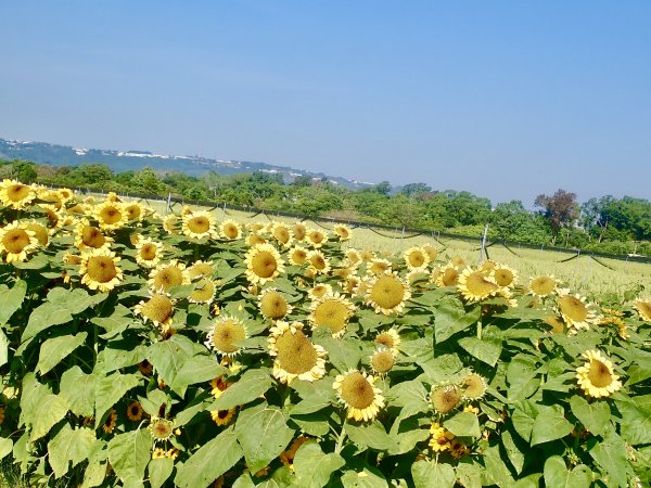 2019新社花海2019/11/12734668