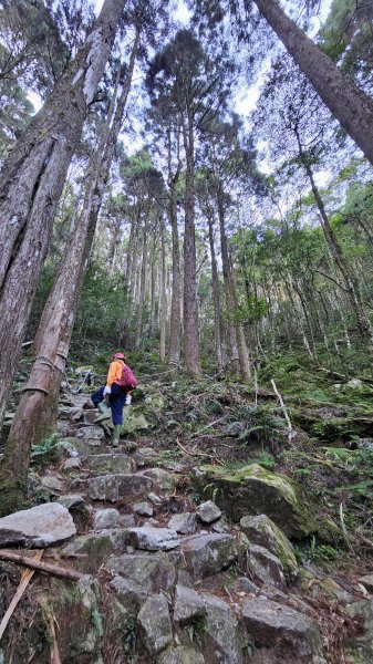 【細說大雪山木馬古道】橫嶺山、沙蓮山、笛吹山O繞2921075