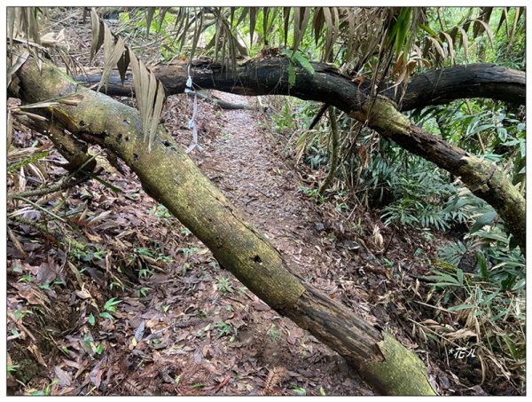 大克山 南稜線A上B下 (卓蘭最高峰)2825476