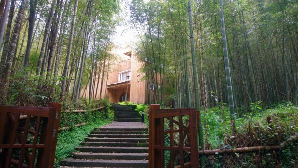 溪頭天文台登山步道、神木步道1523953