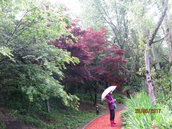 南山村及福壽山魯冰花海135347