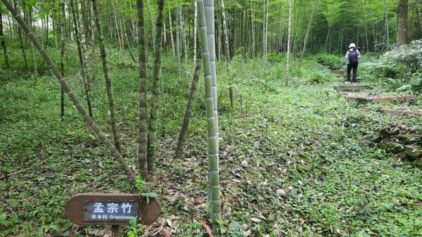 《南投》竹林茶園｜鳳凰谷步道環鳳凰山寺O繞202506222817522