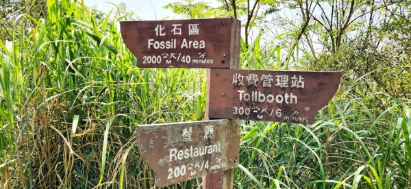 【中級山縱走】志繼山，東眼山，拉卡山，卡外山，東滿步道2742604