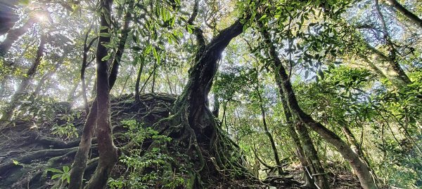 2025/04/04_加里山登山步道2755033
