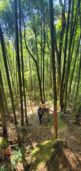 2023-11-25溪頭鳳凰山步道2360977