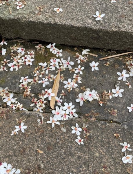 向山走頭社賞花海 鐵馬快閃水社碼頭3049032