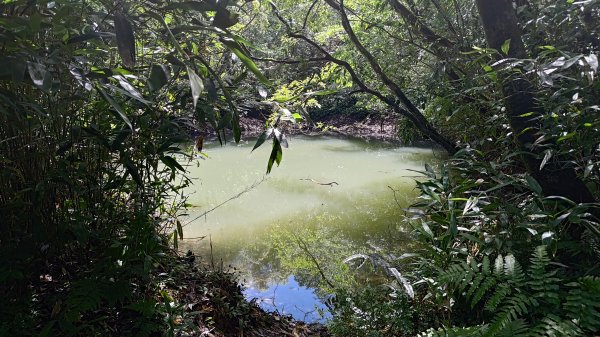 楊廷理古道2814614