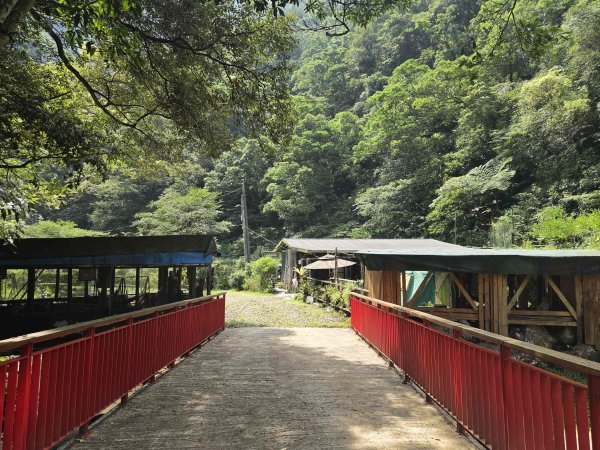 20260623中坑古道-仿山坑古道-火燒寮古道徹退3079465