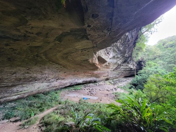 經典中級山”豐杉”路線-豐山千人洞縱走水漾森林，登鹿屈山與鹿屈山前峰出杉林溪