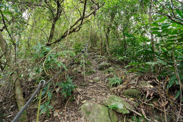 新北 烏來 大刀山、拉樸山、阿玉溪山2704961