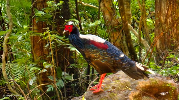 #新店四十份 #翡翠水庫壩頂 #夜景 #曙光 #雲海 #雲瀑 #藍腹鷴 8/62852935