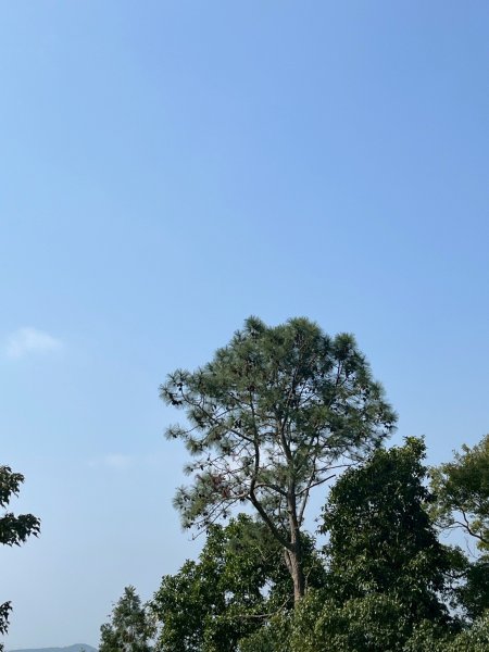 2026/2/22中坑山+飛鳳山3008109