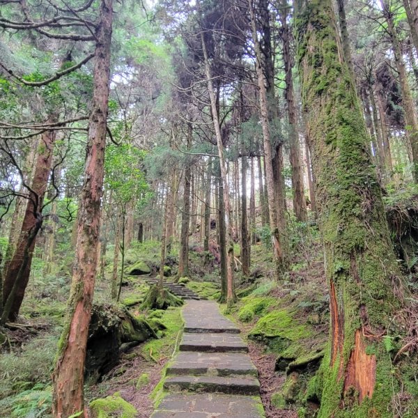 阿里山國家森林遊樂區2549508