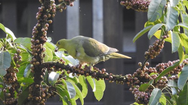 陽明山趴趴走 #琉璃光雲海 ，首拍 #綠鳩 4/272770727