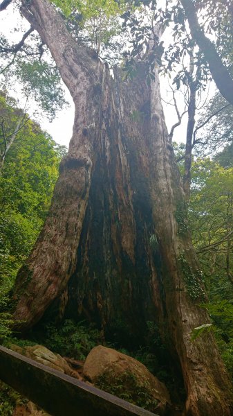 步道巡訪員 l 北得拉曼步道4月巡訪日誌932571