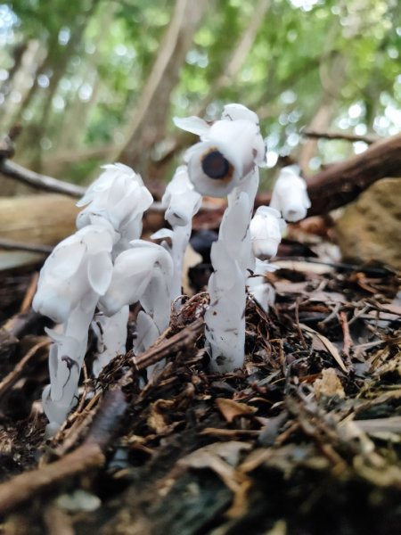 加里山（大坪登山口-杜鵑嶺-避難小屋）2767763