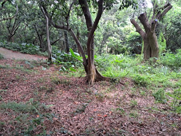 2026森遊竹縣：寶山迴龍步道，環湖步道3107255