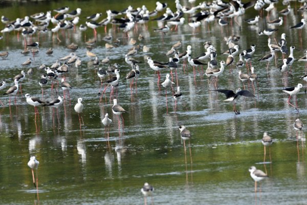 【新竹】金城湖 高蹺鴴