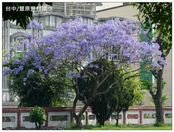 藍花楹花開1693121