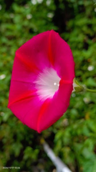 阿里山 #隙頂二延平 #頂石棹 #觀音圈 #雲海 #琉璃光 #雲瀑 #霧虹 11/172649810