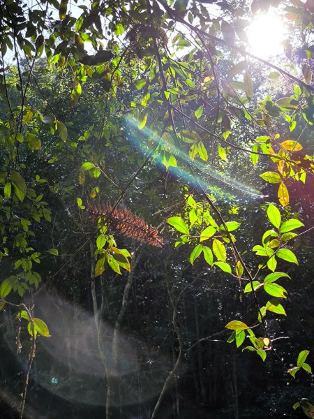 2024-08-22 澀水森林步道2578372