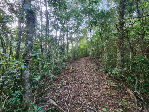 20260214磨碧潭山(坪林上三角崙山失敗中途撤退)回程順遊大尾山步道鬼子瀨尖3010914