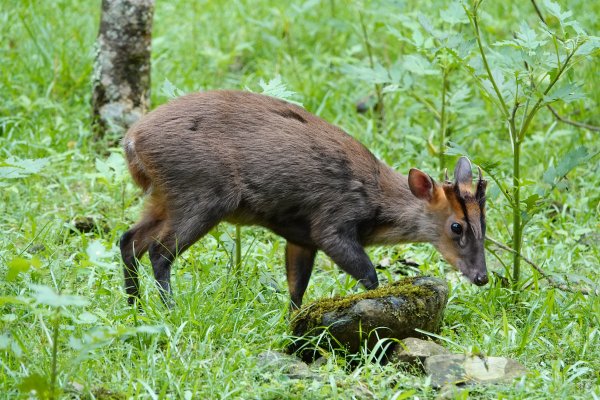 福山植物園生態之旅720736