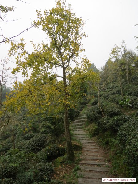 《南投》竹林銀杏｜鹿谷長源圳古道、大崙山銀杏森林、武岫201709212890498