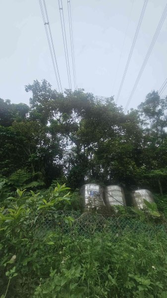 20250722三腦寮北峰-白雲里山-栳寮山(未果)-栳寮東峰2844083