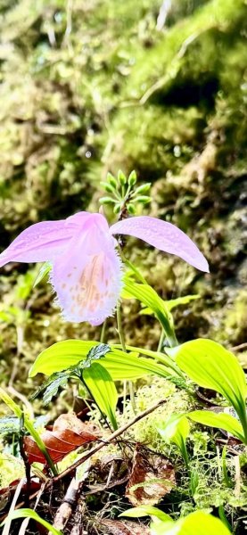 卡保石壁一葉蘭（耘夢谷上逐鹿山下O走）2809564