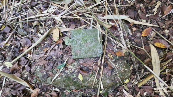 20251015木尾山-竹子湖水尾山-竹子湖西峰(騎車爬山)2915979