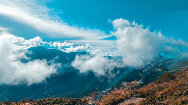 合歡山北峰 小溪營地 鷹角石 合歡北峰名樹2915347
