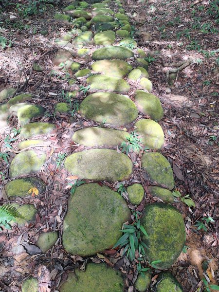 三義挑炭古道(三通嶺古道)11508233115416