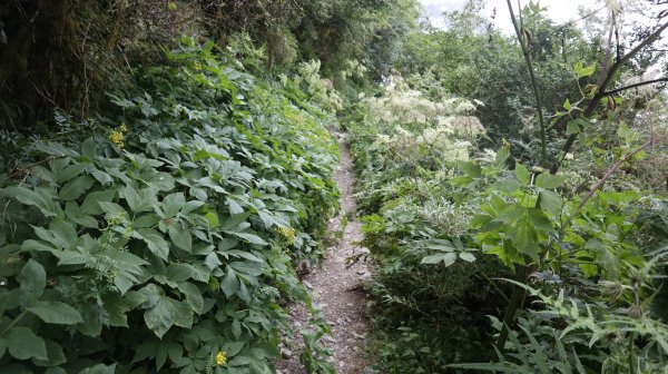 奇萊南華登山健行趣(百岳41號＆75號)1840371