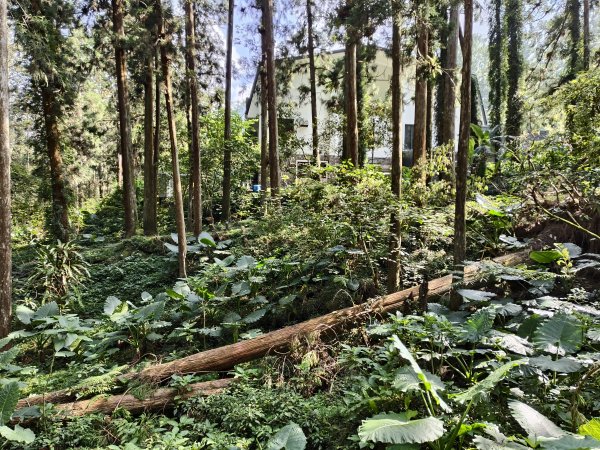 [百山百鳥尋旅-05/15] 2025_0830 溪頭賞鳥步道_賞鳥步道2875030