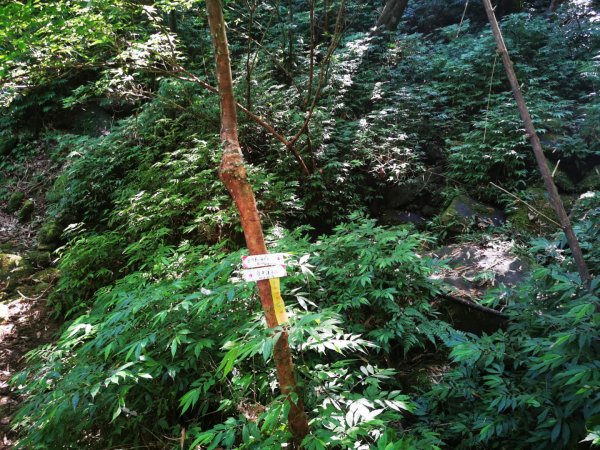 九華山福德宮-平溪子山-台和煤礦-北43鄉道-106縣道2907761