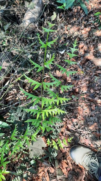 《彰化》登山逛市集｜臥龍坡步道環藤山步道202503222740505