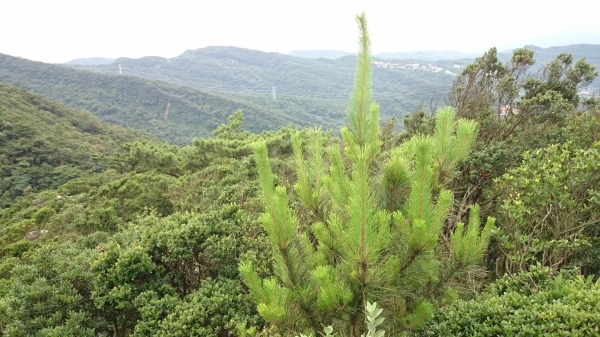 金明山+柯子林山（如意湖）48783