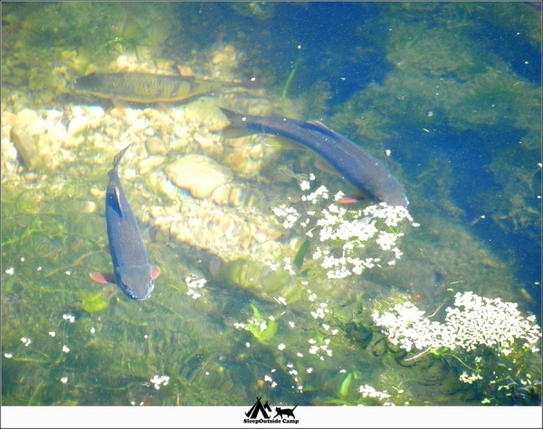 新北烏來福山植物園259848