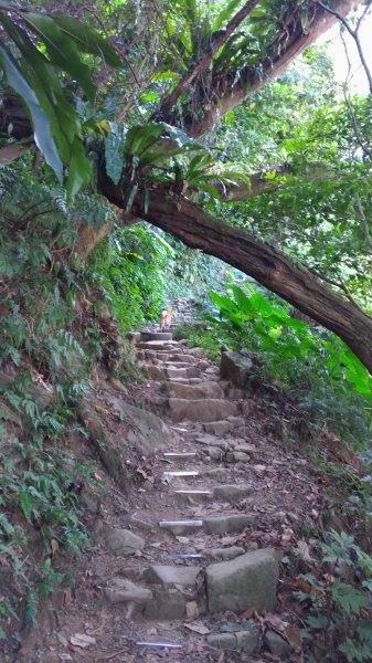 大溪大灣坪古道-環湖公路-新溪洲山步道728069