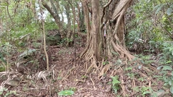 石門區北海道場-九芎林西北峰-九芎林山-土地公嶺古道O型3119050