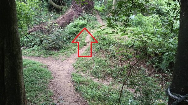 20250607 新竹竹東三山(樹杞林山 - 新具庄山 - 員崠子山)  O型2808915
