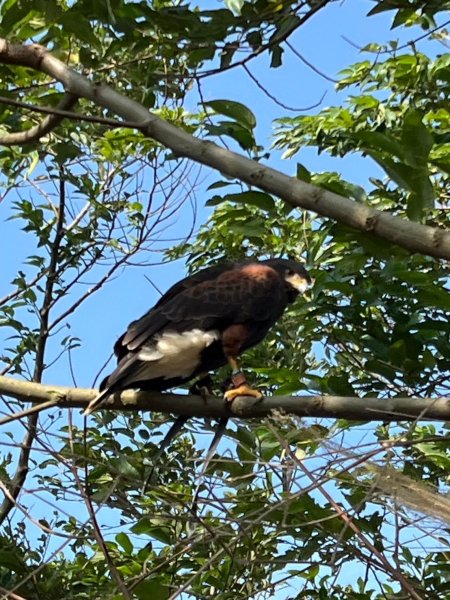 2025-0204 鶯歌_大凍山_三角埔頂山_迴龍2708028