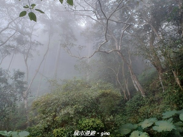 【台南。 楠西】滿滿的雲海太驚豔。 小百岳集起來。 編號67小百岳~竹子尖山步道1605916