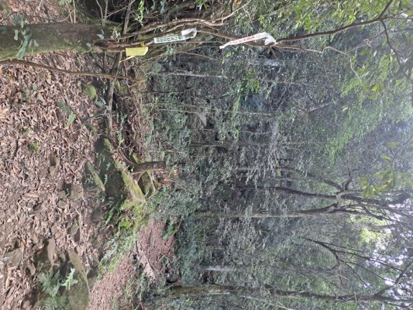 新竹十八尖山，飛鳳山，觀日坪，五指山，鵝公髻山步道3132046