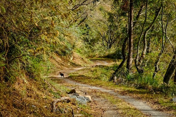 [冬訪大霸聖山岳參行]-大鹿林道東線榆金楓紅與九九山莊精選輯2974626
